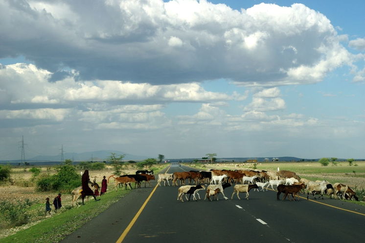 Safari im „Juwel Afrikas“: Lake Manyara-Nationalpark 