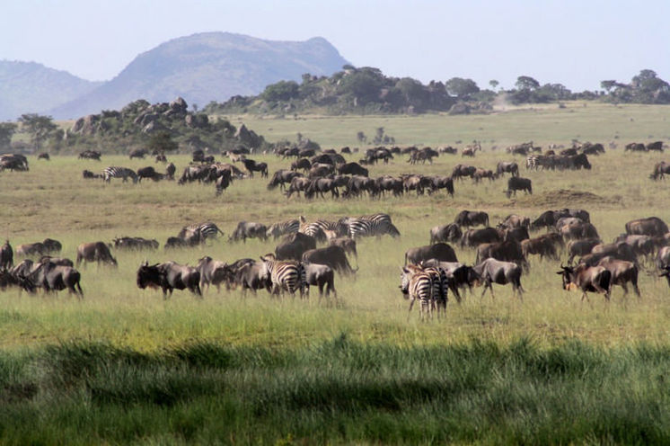 Fahrt in die weltberühmte Serengeti