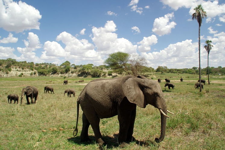 Tarangire-Nationalpark: Safari im „Park der Elefanten“