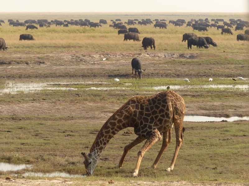 Rückfahrt nach Maun - dem Tor zum Okavango-Delta