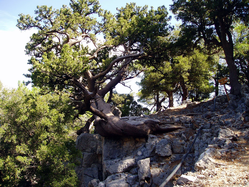 Selakano – wandern im kretischen Wald