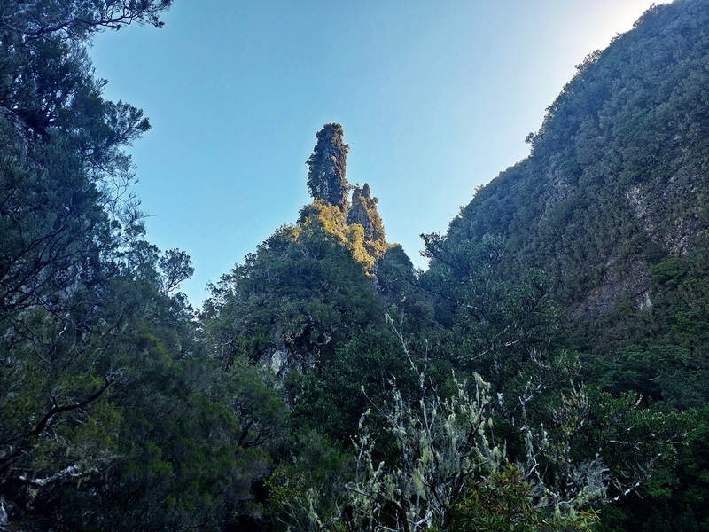 Die Königswanderung - einsam durch den Lorbeerwald
