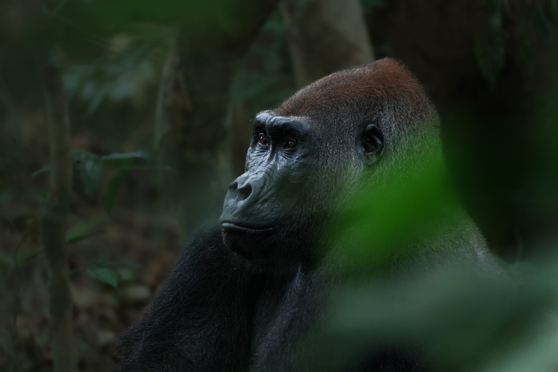 Auf den Spuren der Gorillas im Regenwald