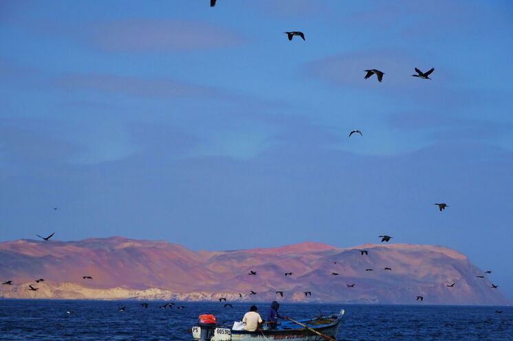 Per Boot besuchen Sie die fantastischen Ballestas Inseln - Paradies für Seevögel, Robben und Pinguine. 