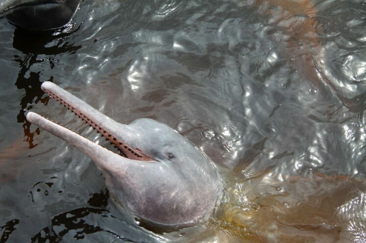 Am 7. Tag können Sie optional von Manaus aus die rosa Flussdelphine besuchen.