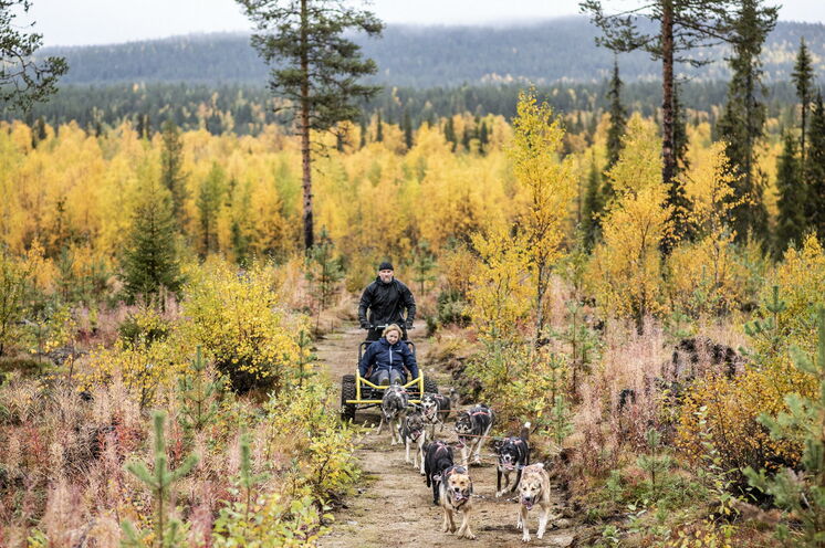 Während der Ruska-Zeit ist die Farbenpracht in Lappland herrlich und bietet eine wunderschöne Kulisse für eine herbstliche Huskytour 