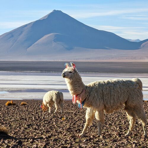 Höhepunkte Boliviens