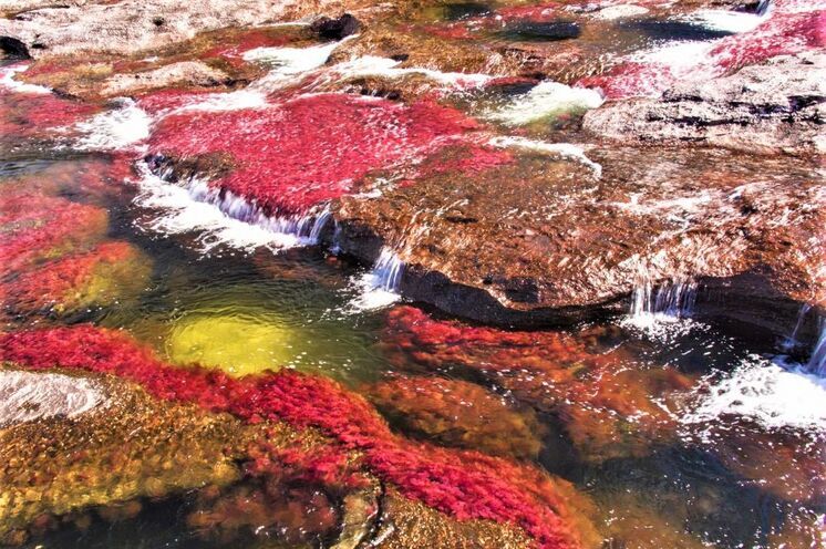 Caño Cristales, der rote Fluss - einzigartiges Naturschauspiel in Südkolumbien
