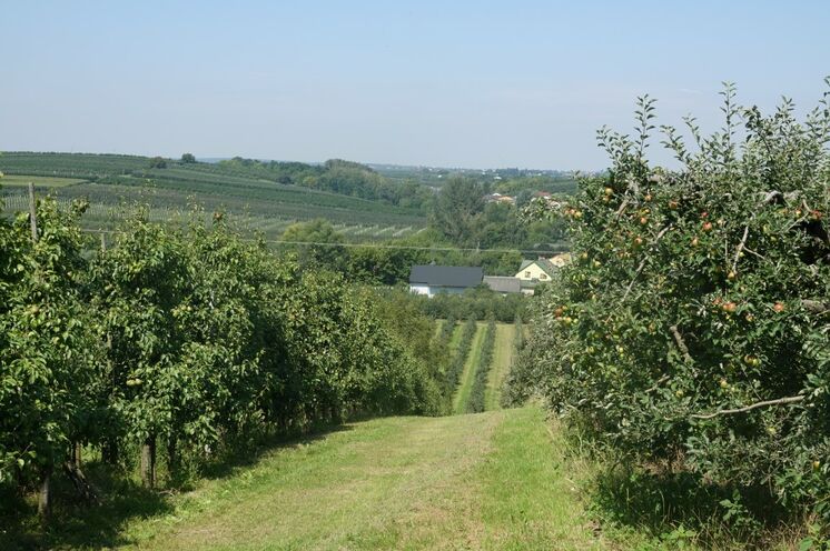 Die Flächen links und rechts der Weichsel sind fruchtbare Anbauflächen für Hopfen, Obst und Wein. Eine sehr leicht hügelige und südländlich wirkende Region. 