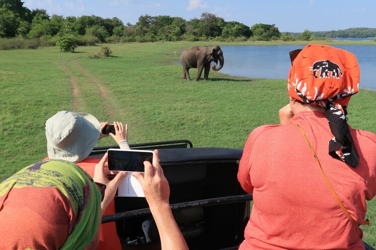 Bei einer Safari im Mineriya Nationalpark können Sie Elefanten aus unmittelbarer Nähe beaobachten