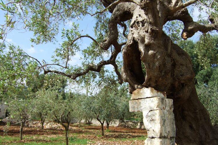 Die Olivenbäume sind der Stolz der Apulier und liefern das "grüne Gold" des Landes