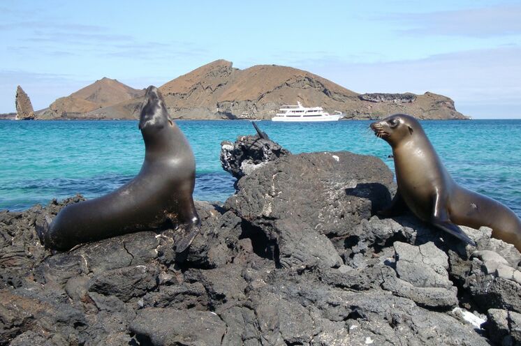Galapagos Seelöwen