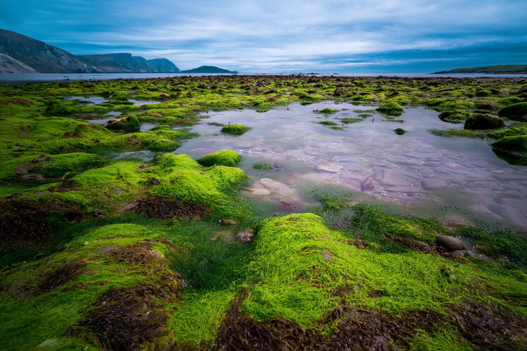 Ein Traum von Moosen und Flechten auf Achill Island