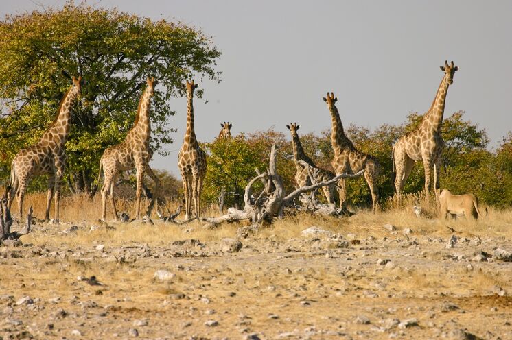 Auf den Pirschfahrten im Etosha-Nationalpark warten beeindruckende Tiererlebnisse auf Sie.