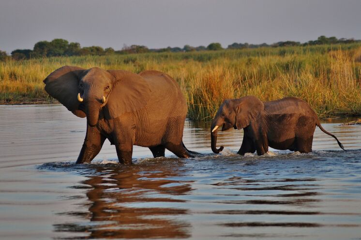 Der Chobe-Nationalpark ist bekannt für seine großen Elefantenherden.