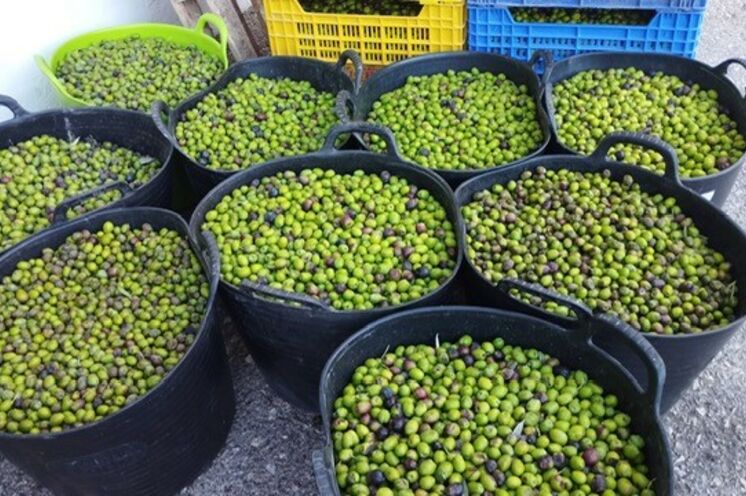Im November können Sie die Olivenernte der lokalen Bauern bestaunen. Allein in der Aitana gibt es 30 verschiedene Sorten 