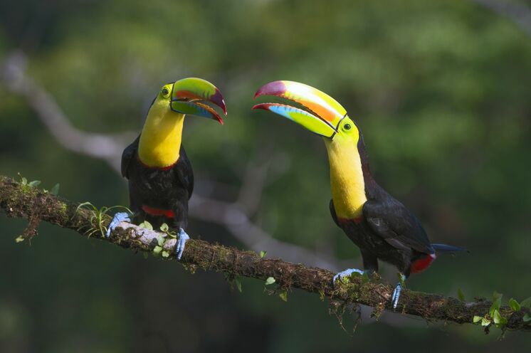 Mit etwas Glück sehen Sie neben farbenfrohen Vogelarten... (Foto: R. Lubiger) 
