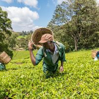 Ihre Reise beginnt mit einem Besuch einer Teefarm in der Nähe von Nairobi.