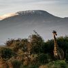 Aktive Safaris zwischen Mt. Kenya und Kili