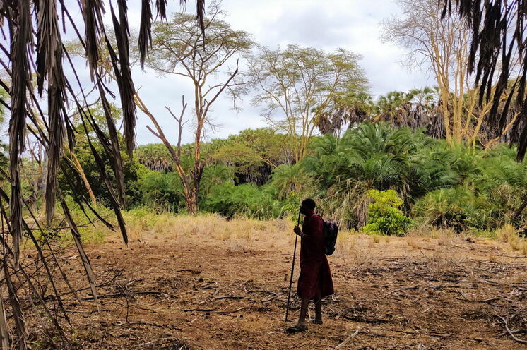 Bei Wanderungen durch den afrikanischen Busch werden Sie von erfahrenen Massai begleitet.