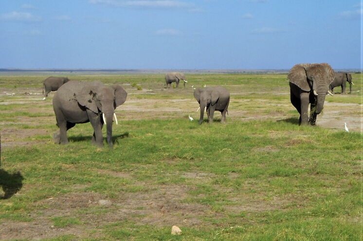Ein Gigant kommt selten allein. Im ebenen Amboseli Nationalpark sieht man vor allem kurz vor den Regenzeiten die großen - aber auch kleinen - Tiere der Savanne besonders gut.