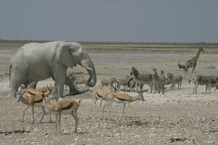 ...Afrikas Tierwelt hautnah aus nächster Nähe zu erleben