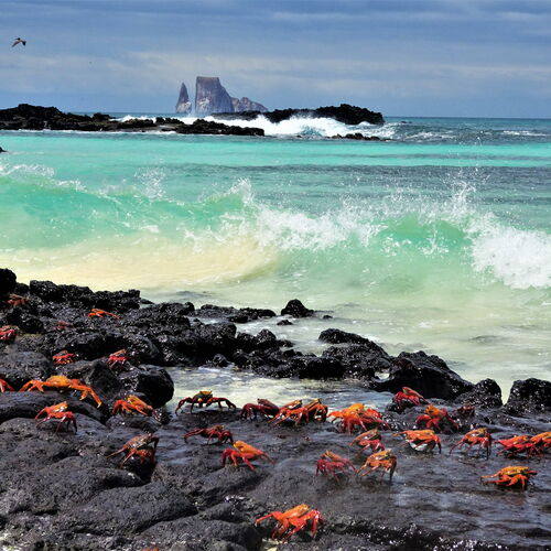 Aktives Inselhüpfen auf dem Galapagos Archipel
