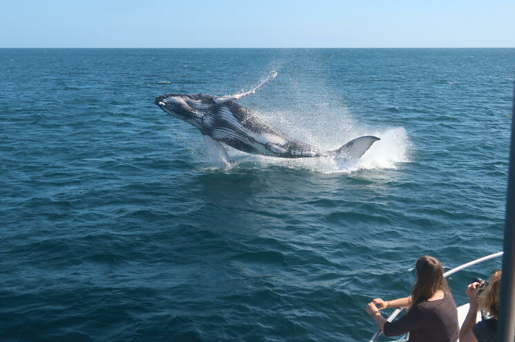 Von Insel zu Insel geht´s mit der Fähre, wo sich mit etwas Glück Delphine oder Wale beobachten lassen.
