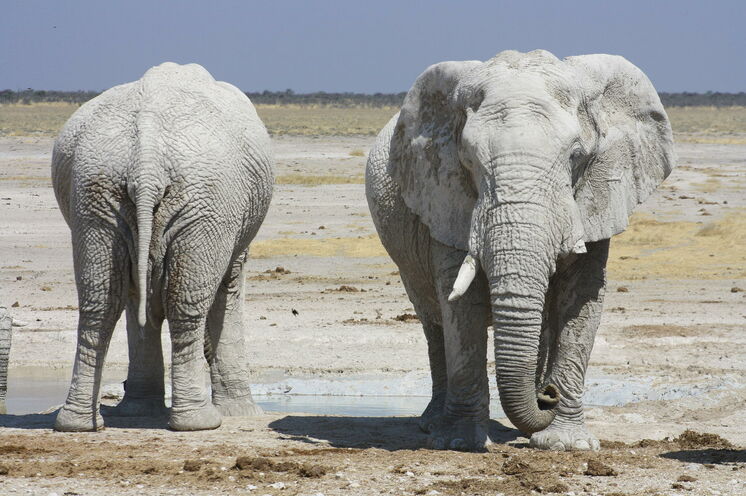 Ein erfrischendes Sandbad genießen die grauen Riesen des Etosha Nationalpark
