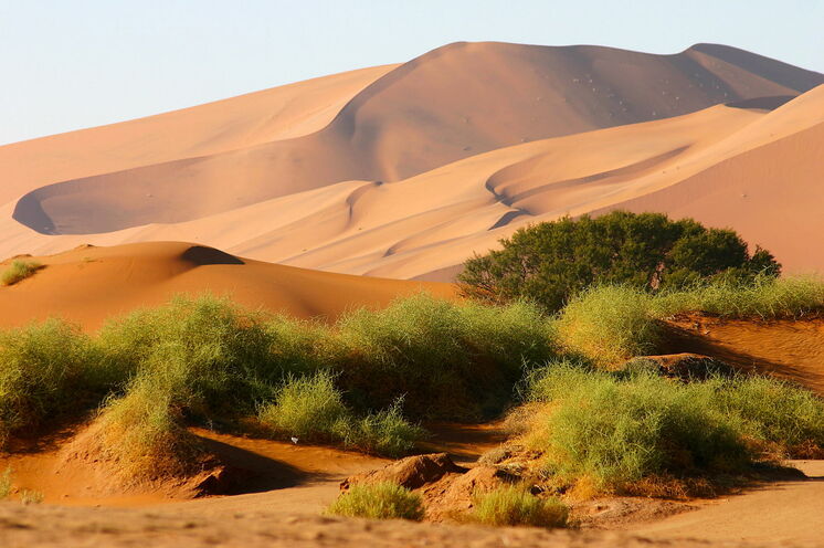 Überraschend lebendig präsentiert sich eine der ältesten Wüsten der Welt