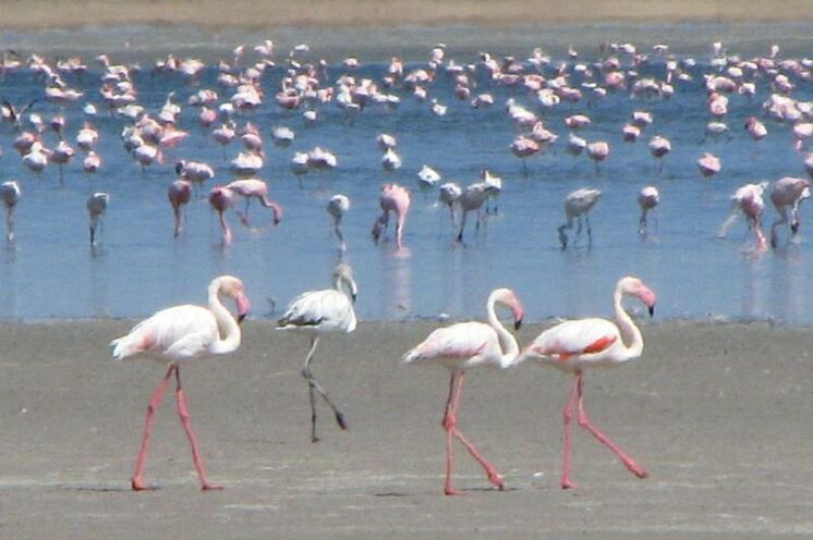 Flamingos in der Walvis Bucht
