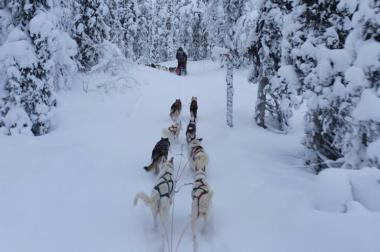 Mit Hundeschlitten unterwegs durch die verschneiten Wälder Schwedisch-Lapplands.