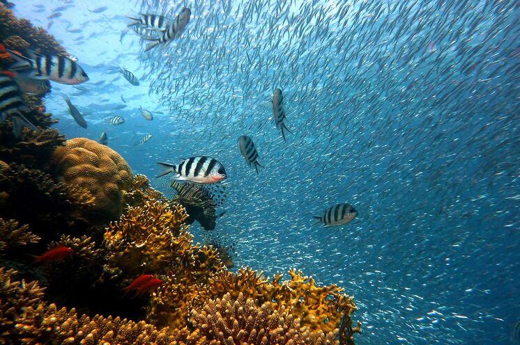 Erkunden Sie die farbenfrohe und intakte Unterwasserwelt von Osttimor