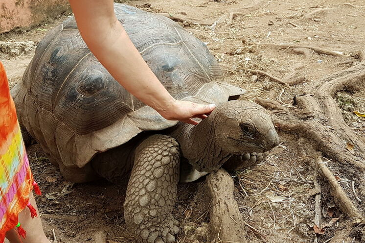 Schildkröten auf Prison Isalnd (wie hier) oder im natürlichen Baraka-Becken