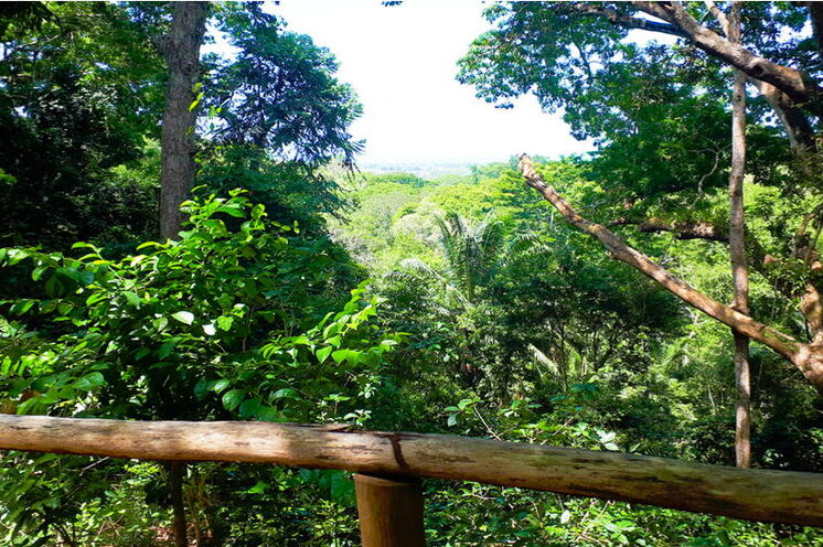Sansibar überrascht mit zahlreichen grünen Wäldern