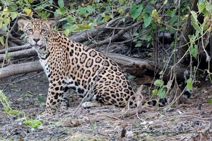 In den tropischen Chiquitano-Wäldern fühlen sich der scheue Puma und Jaguar wohl.