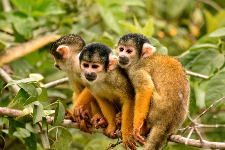 Der Madidi Nationalpark zählt zu den Orten mit der weltweit größten Artenvielfalt.