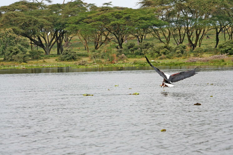 Mit einem Aufenthalt in der Naivasha-Region und einer kleinen Wanderung entlang des unweiten Crater Lake lernen Sie ein wahres Vogelparadies kennen.
