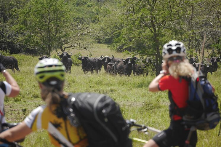 Bike Safari im Mburo National Park