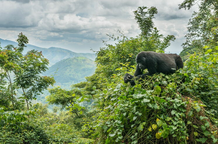 Gorilla Tracking in Rushaga