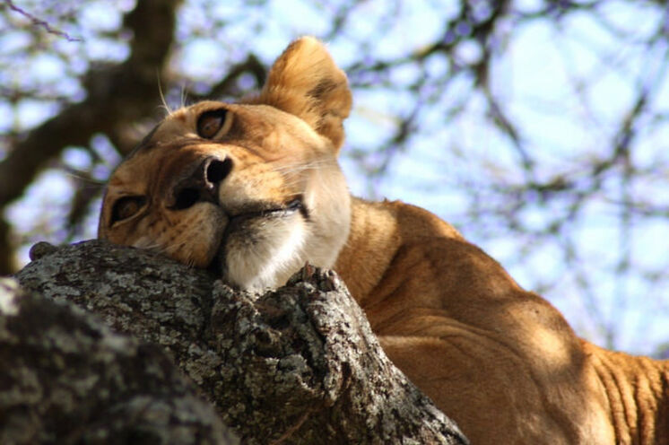 Löwin im Baum -entspannte Mittagspause in der Serengeti