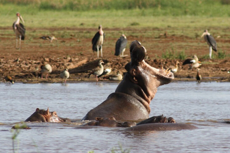 In einem Hippopool (hier im Lake Manyara NP) ist immer etwas los!