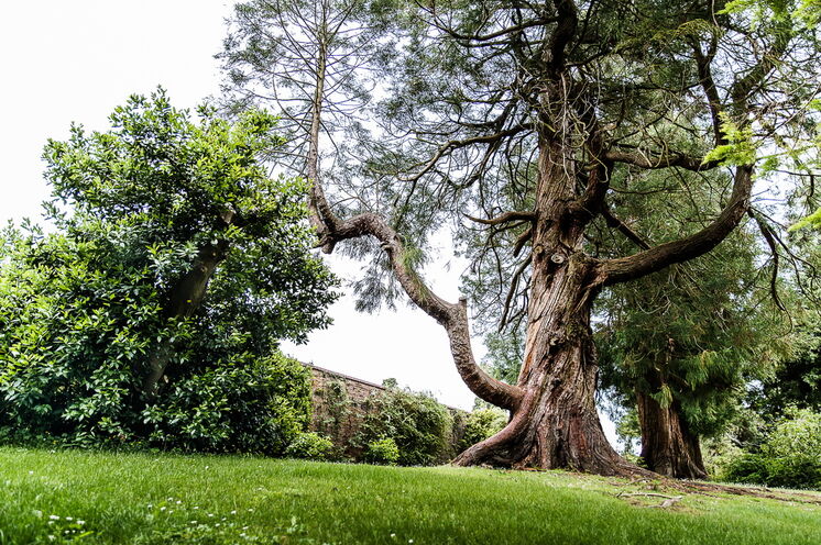 Eine Vielzahl uralter, teils exotischer Bäume umringt den Delfinteich (Powerscourt Gardens)