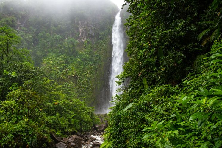 Wanderung im Dschungel von Guadeloupe (Foto: Guillaume Aricique)