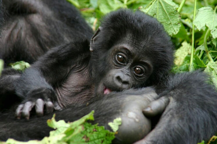 Jüngstes Mitglied einer Gorillafamilie